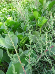 Salsoloideae