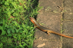 Plestiodon chinensis