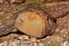 Philomycus flexuolaris