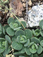 Draba asterophora