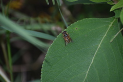 Palpada vinetorum