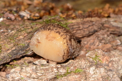 Philomycus flexuolaris