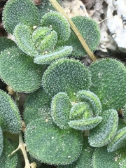 Draba asterophora