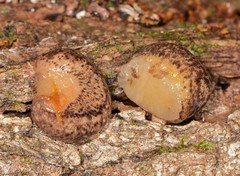 Philomycus flexuolaris