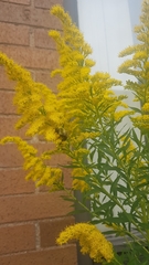 Bombus