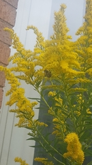Bombus