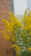 Bombus