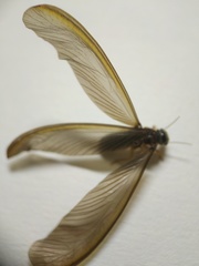 Odontotermes formosanus