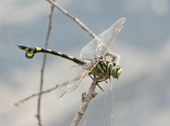 Sinictinogomphus clavatus