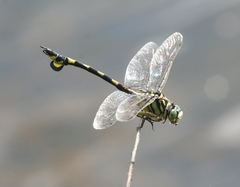 Sinictinogomphus clavatus