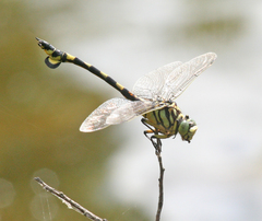 Sinictinogomphus clavatus