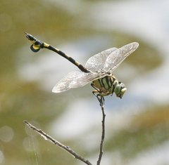 Sinictinogomphus clavatus