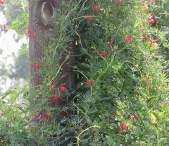Ipomoea × multifida