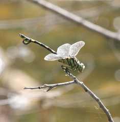 Sinictinogomphus clavatus