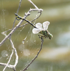 Sinictinogomphus clavatus
