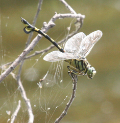 Sinictinogomphus clavatus