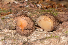 Philomycus flexuolaris