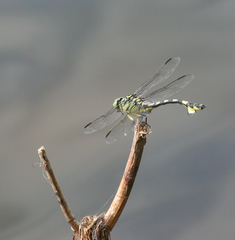 Sinictinogomphus clavatus
