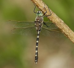 Didymops floridensis