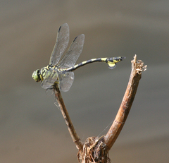Sinictinogomphus clavatus
