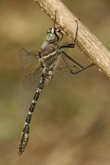 Didymops floridensis