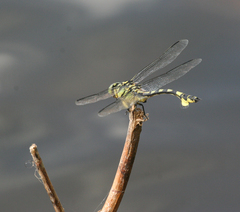 Sinictinogomphus clavatus