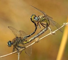 Phanogomphus westfalli