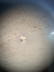 Chroicocephalus ridibundus