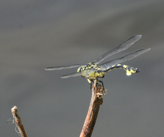 Sinictinogomphus clavatus