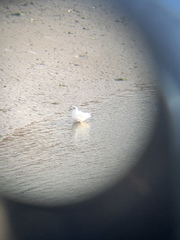 Chroicocephalus ridibundus