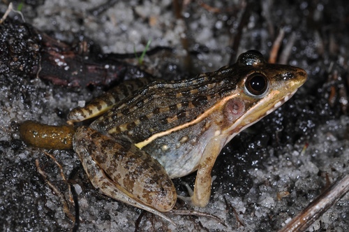Dwarf Rana, Ptychadena taenioscelis