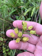 Asclepias pedicellata image