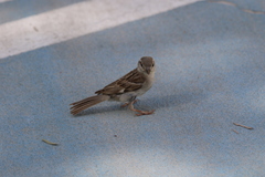 Passer domesticus