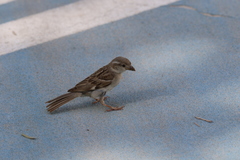 Passer domesticus