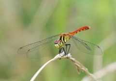 Sympetrum kunckeli