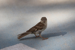 Passer domesticus