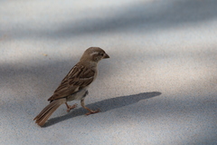 Passer domesticus