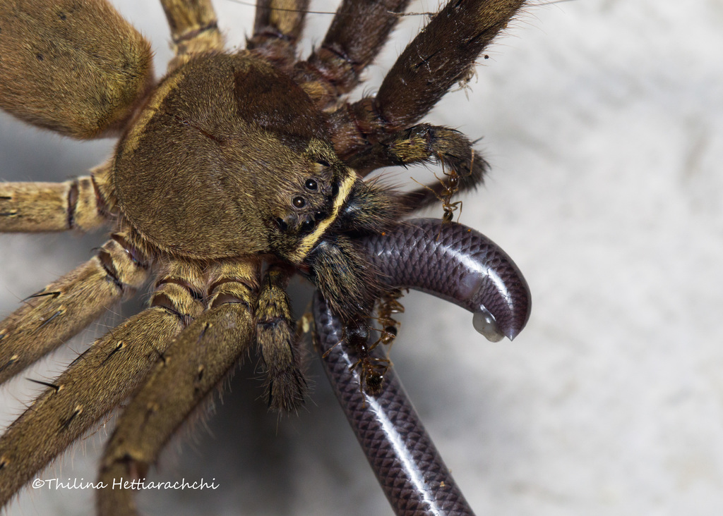 Pantropical Huntsman Spider From Gannoruwa Sri Lanka On September 18 2020 At 08 40 PM By