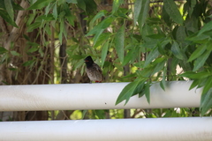 Pycnonotus cafer