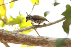 Picumnus albosquamatus