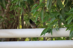 Pycnonotus cafer
