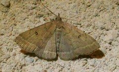 Zanclognatha zelleralis