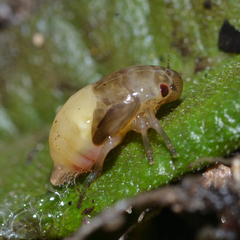Prosapia bicincta