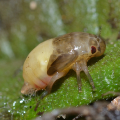 Prosapia bicincta
