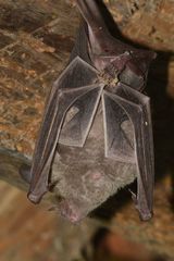 Trachops cirrhosus