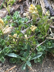 Draba asterophora