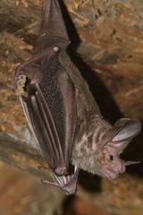Trachops cirrhosus