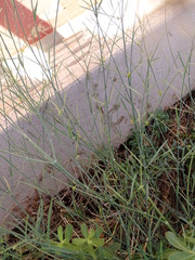 Leptadenia pyrotechnica