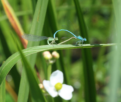 Paracercion plagiosum