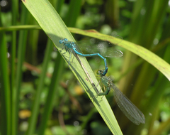 Paracercion plagiosum